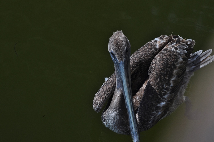 juvenile pelican